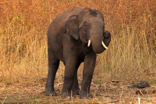 Indian Elephant (Elephas Maximus Indicus) | AZAnimals.com