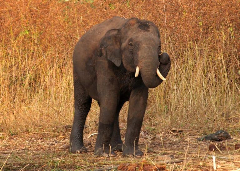 An Indian Elephant on the banks of the Kabini river in India.