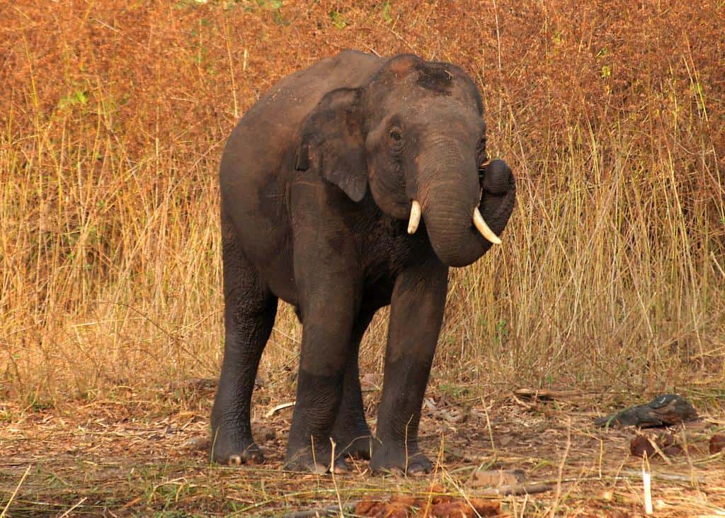 An Indian Elephant on the banks of the Kabini river in India.