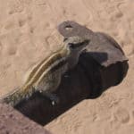 Three-striped palm squirrel
