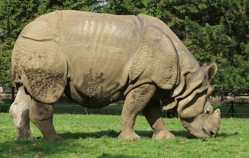 Indian Rhinoceros Animal Facts | Rhinoceros Unicornis - AZ Animals