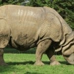 Indian rhinoceros
