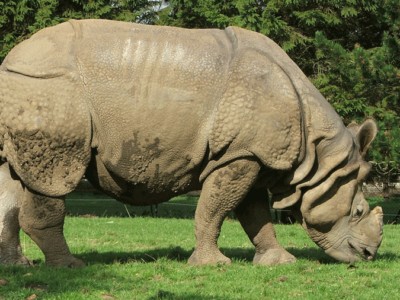 A Indian Rhinoceros
