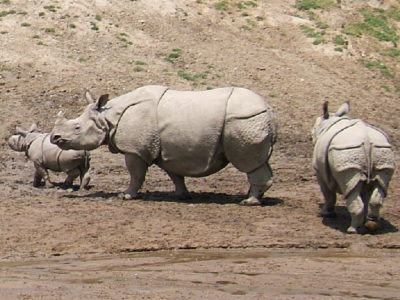 A Rhinoceros Unicornis