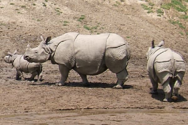 indian rhinoceros rhinoceros unicornis azanimals com indian rhinoceros rhinoceros unicornis