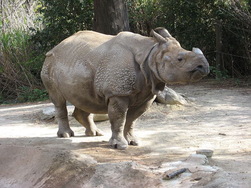 Indian Rhinoceros Pictures - AZ Animals