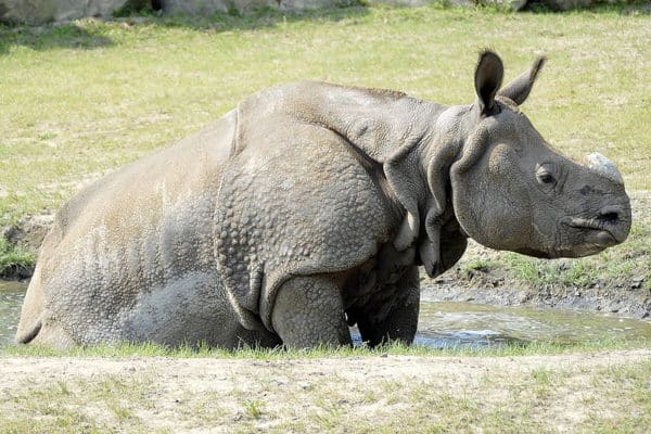 Indian Rhinoceros - A-Z Animals