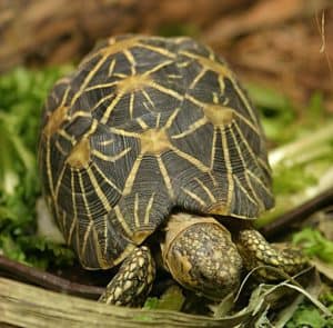 Indian Star Tortoise - A-Z Animals