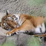 Indochinese tiger