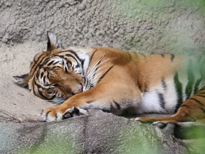 A Indochinese Tiger
