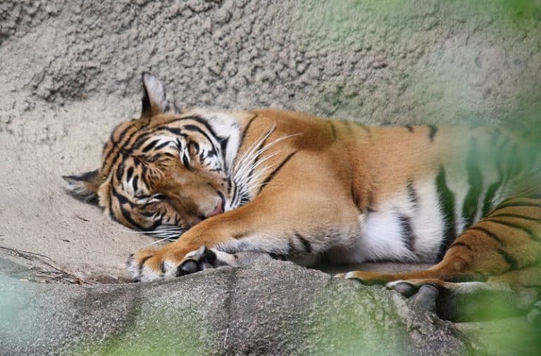 Indo-chinese Tiger (Panthera tigris corbetti) at Cincinnati Zoo
