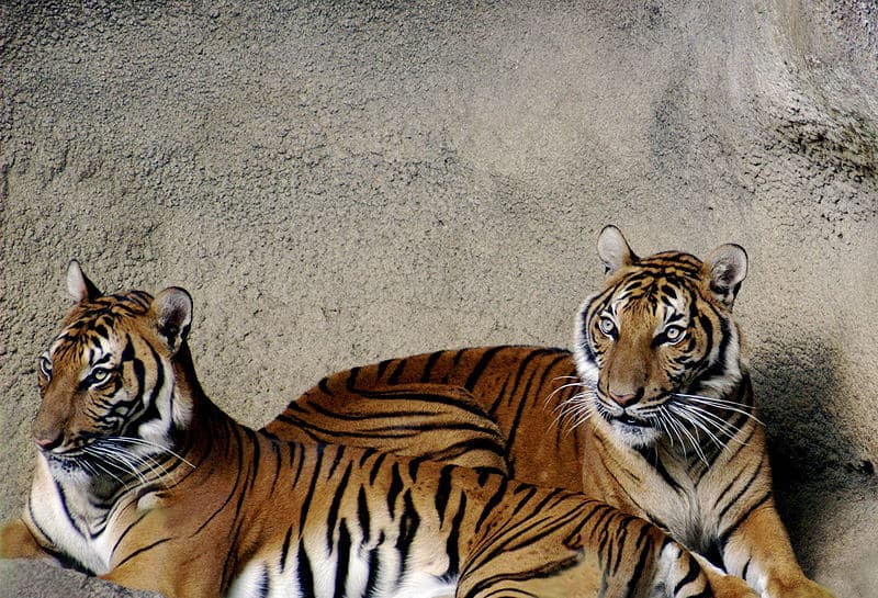 Indochinese Tigers (Panthera tigris corbetti), Cincinnati Zoo and Botanical Garden