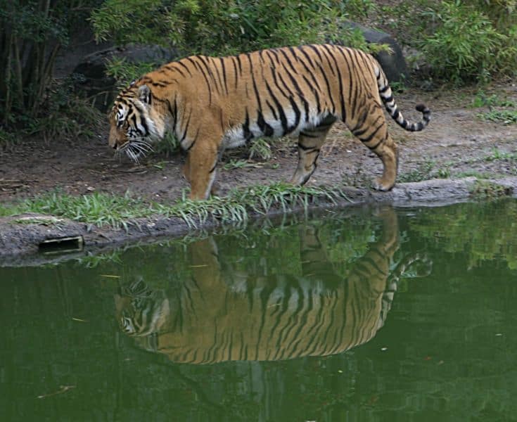 Indochinese Tiger at the Houston Zoo