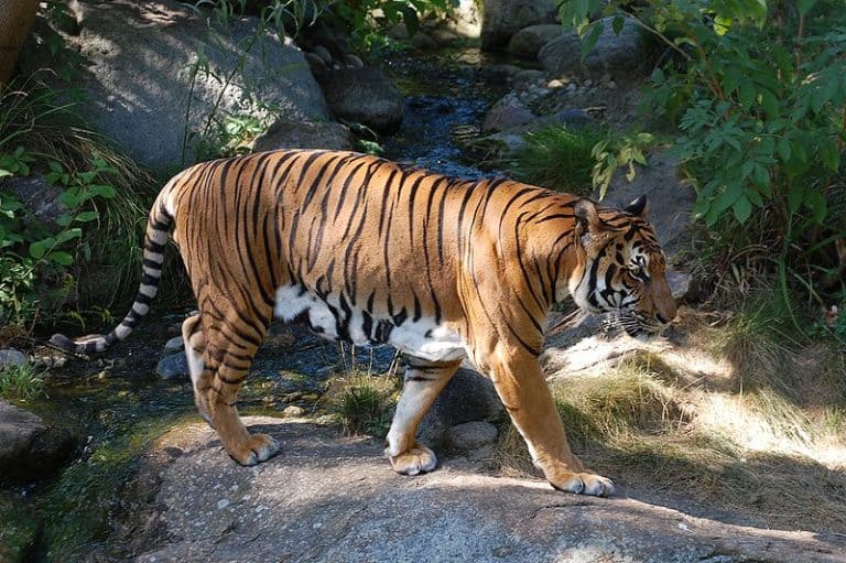 Indochinese Tiger walking in the woods