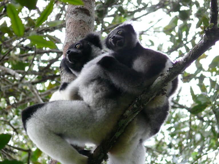 Indri holding baby