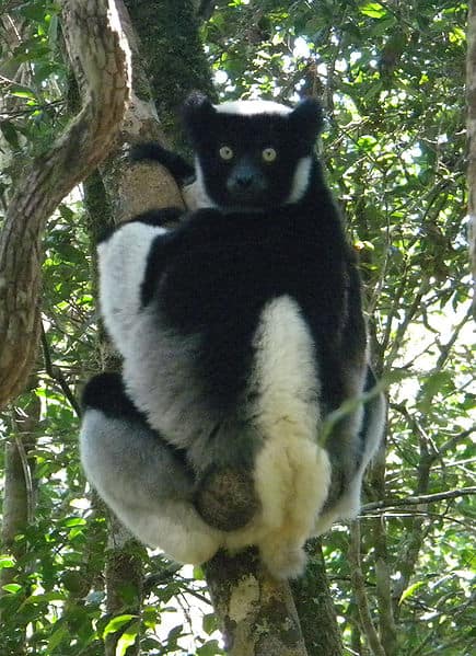 Indri hanging from tree looking back at camera