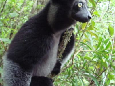 Indri Animal Facts | Indri Indri | AZ Animals