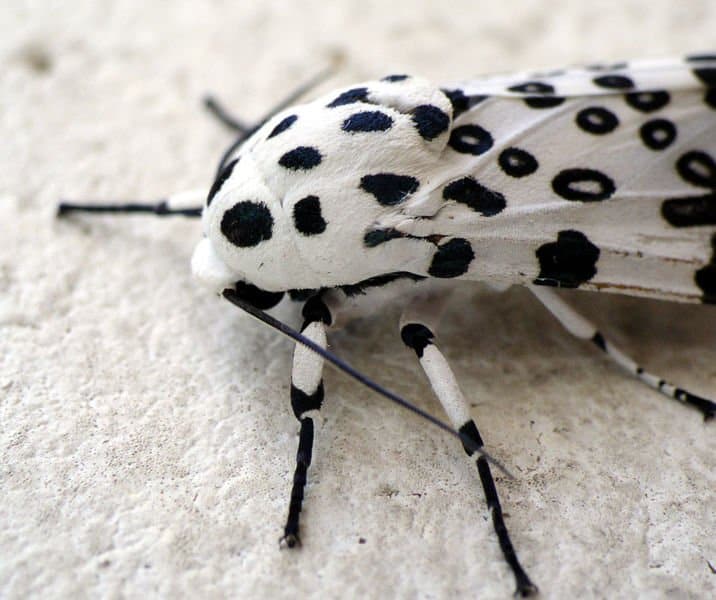 12. Giant Leopard Moth (Hypercompe Scribonia) is one of the most common moths in Ohio.