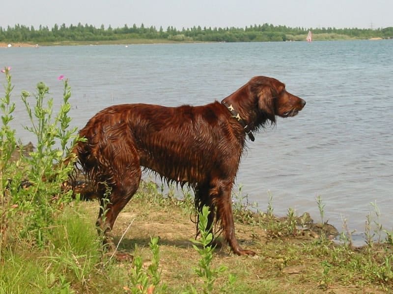 Adult Irish Setter By The Water
