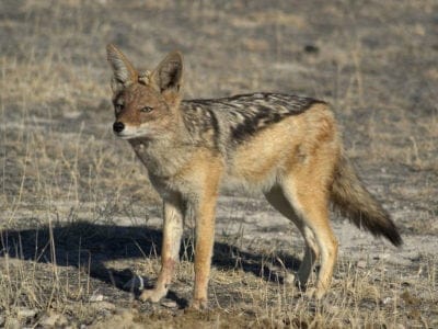 A Jackal