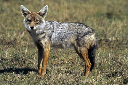 Jackal (Canis Aureus) | Incredible Facts | A-Z Animals