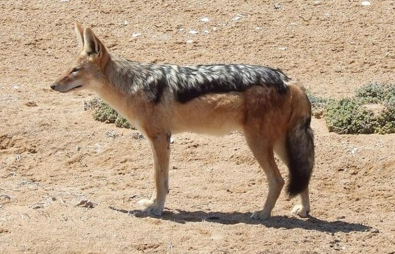 Black-backed jackal(Canis Mesomelas), Cape Cross, Namibia
