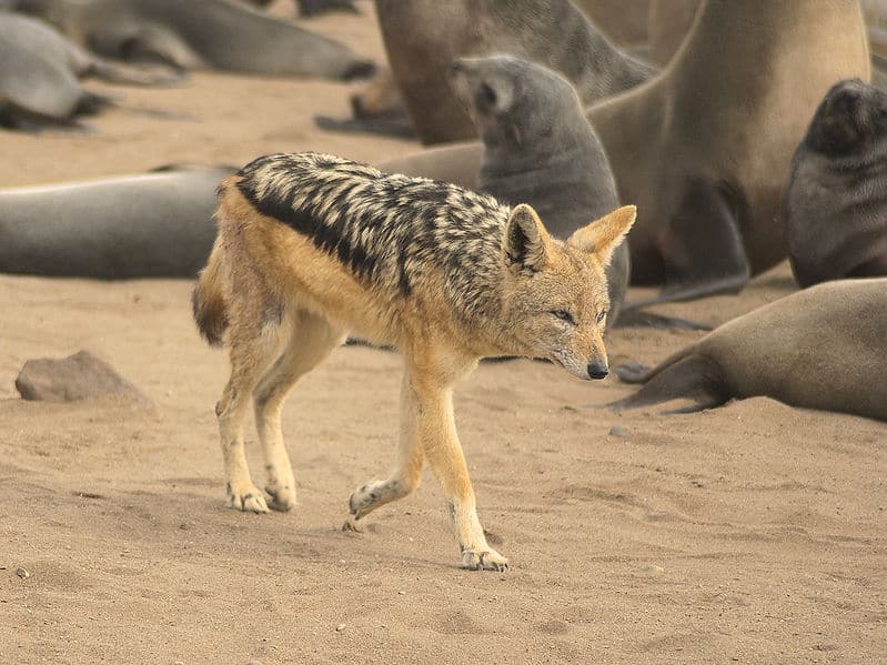 A black-backed jackal scavenging amongst Cape fur seals at Cape Cross on the Skeleton Coast, Namibia