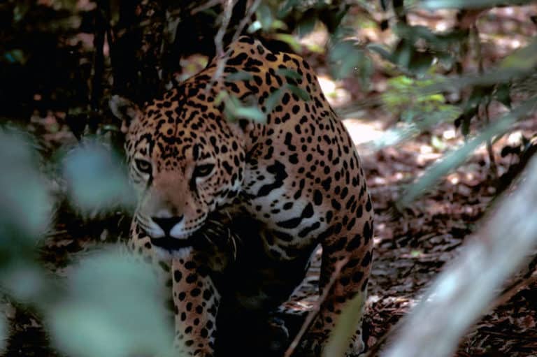 Jaguar, Belize