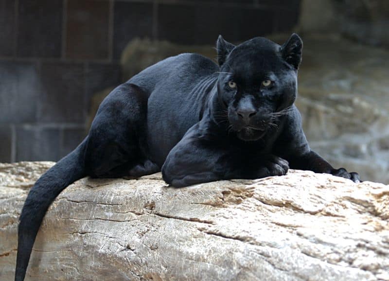 black spotted jaguar cats