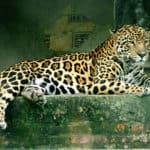 A jaguar (Panthera onca), in a wildlife rescue & rehabilitation centre