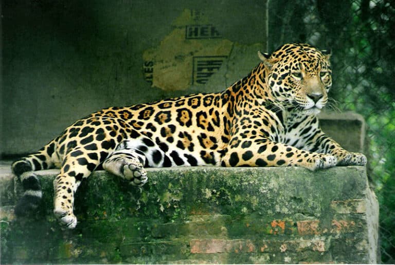 A jaguar (Panthera onca), in a wildlife rescue & rehabilitation centre in Formosa Province, Argentina. August, 1998.