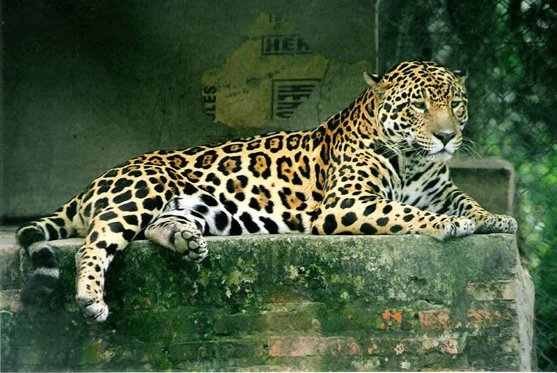 Jaguar (Panthera onca) - Monde Animal