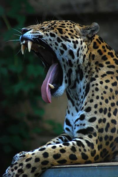 A Jaguar takes a yawn at the Toronto Zoo. The photo was modified slightly to increase the contrast and bring out the colours.