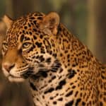 A potrait of a Jaguar (Panthera onca) at the Milwaukee County Zoological Gardens
