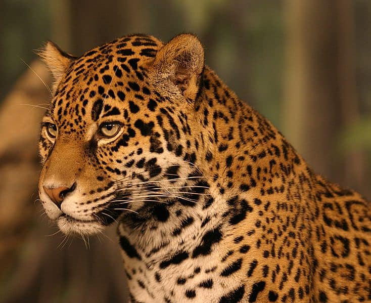 Jaguar Animal Facts | Panthera onca | AZ Animals