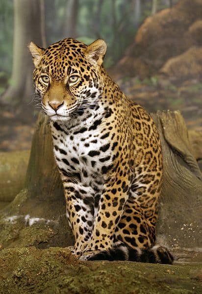 Image:Jaguar sitting.jpg is cropped for a 3:4 aspect ratio and for the jaguar occupying a larger area in the picture. A little tonal and contrast adjustment is also done.