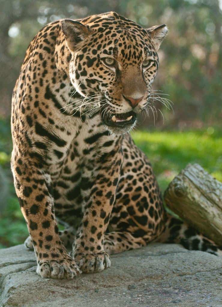 The majestic Blue Jaguar  Melanistic animals, Animals, Animals beautiful