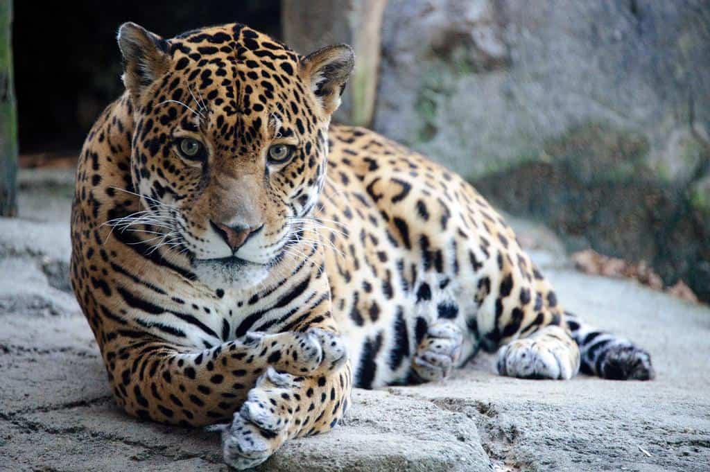 Jaguar Animal Facts | Panthera onca | AZ Animals