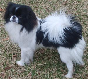 Japanese chin shih hot sale tzu mix pictures