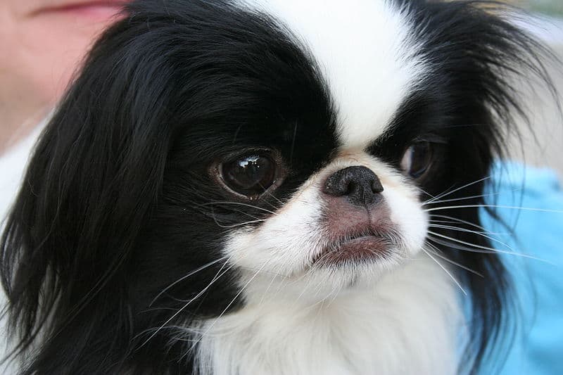 white japanese chin puppy