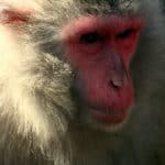 Japanese macaque