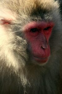 Japanese Macaque photo