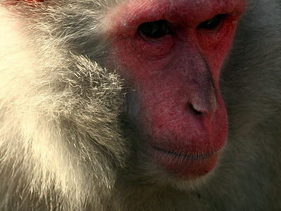 Japanese Macaque Picture