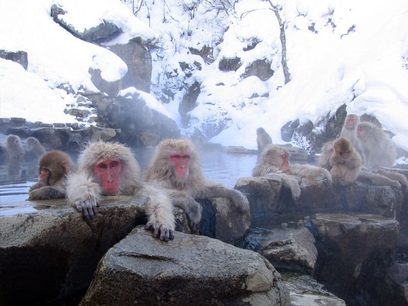 Japanese Macaques soaking in the Jigokudani Hot Spring.