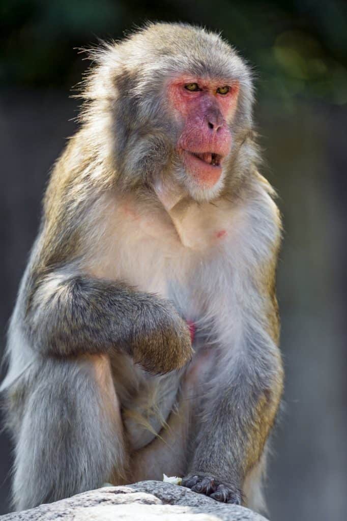 Japanese Macaque Animal Pictures | A-Z Animals