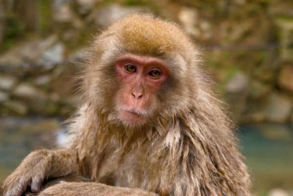 Japanese Macaque - A-Z Animals