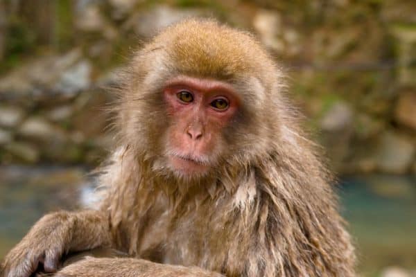 A Japanese Macaque in Jigokudani Monkey Park, Japan.