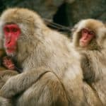 A group of Japanese Macaques in Jigokudani Monkey Park, Japan.
