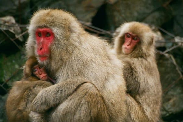 A group of Japanese Macaques in Jigokudani Monkey Park, Japan.