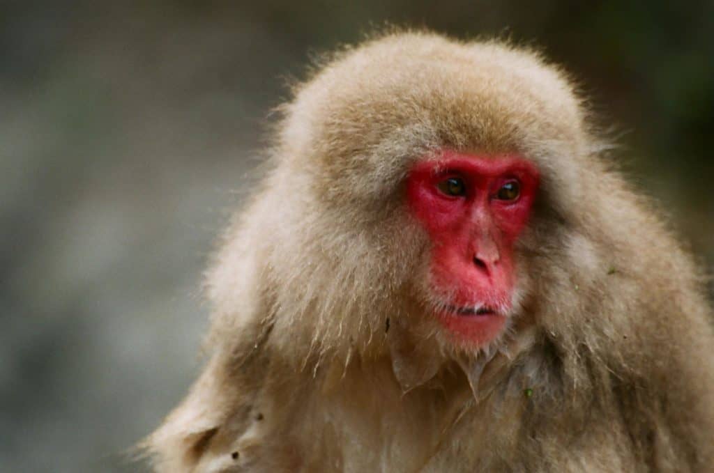 Macaques have human-like face 